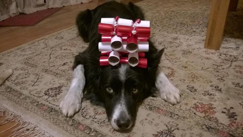 狗狗平衡力惊人：脑袋可顶3个橙子