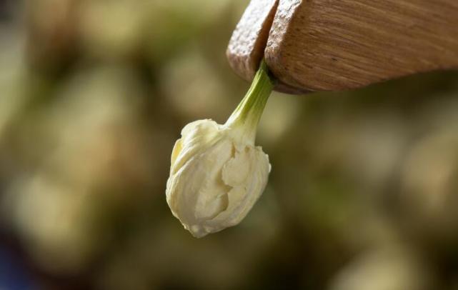 中学每天喝一杯茉莉花茶,一段女孩后,视频死亡时间发生身子女生图片