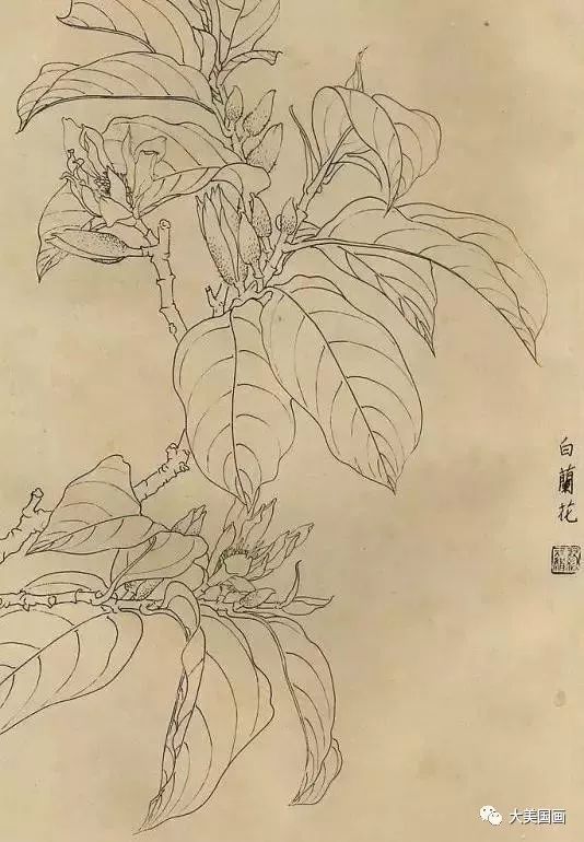 白描画百花图谱大全,精心整理!