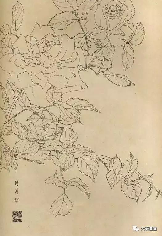 白描画百花图谱大全,精心整理!