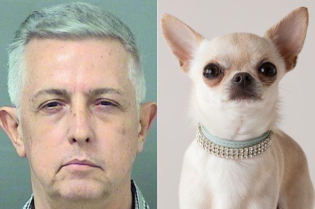 61歲老漢同家中吉娃娃犬發生關系被捕