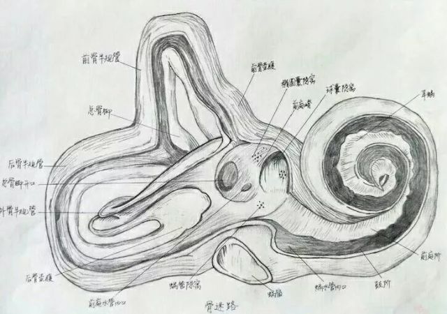 耳的结构示意图