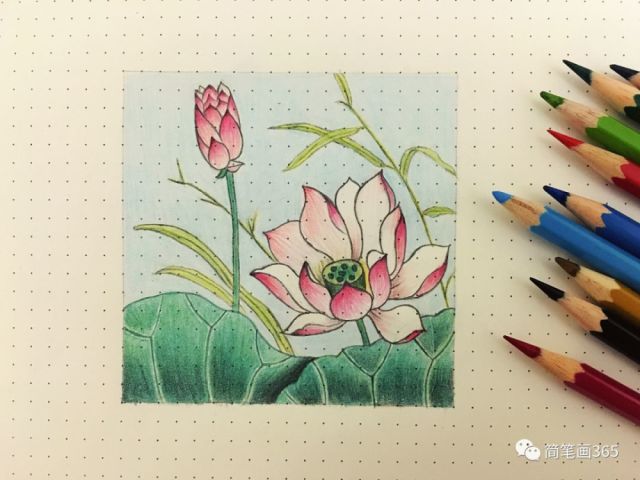 彩铅画荷花 简笔画大全