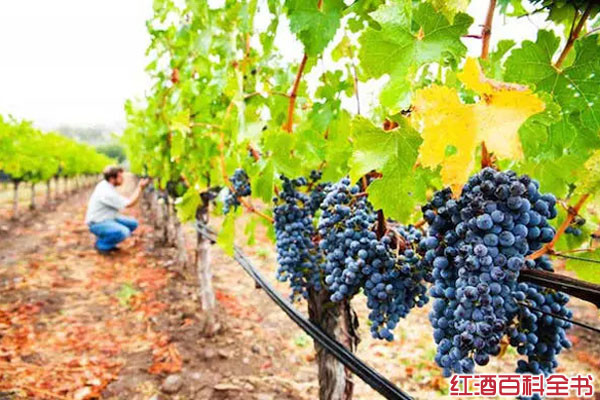 红酒百科全书