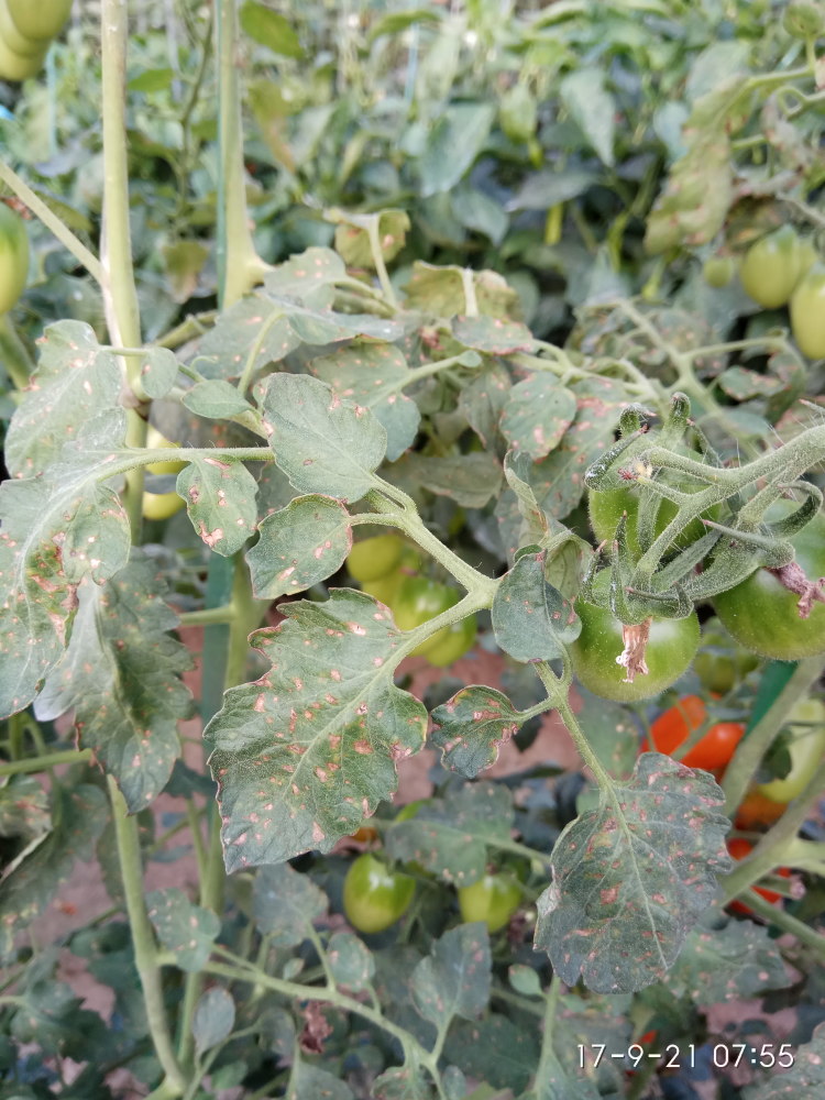 西红柿定植后,除了病毒病,这个病害也高发,早预防