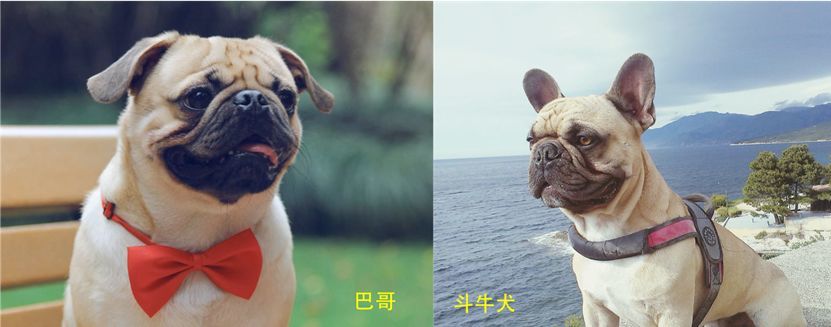 巴哥和法国斗牛犬,一样的抬头纹,一样的臭脸,有一种照镜子的错觉