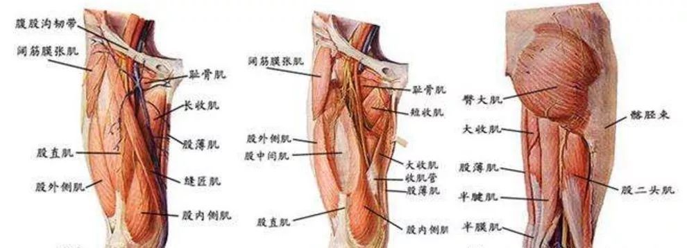 (2)大腿前侧疼痛的鉴别