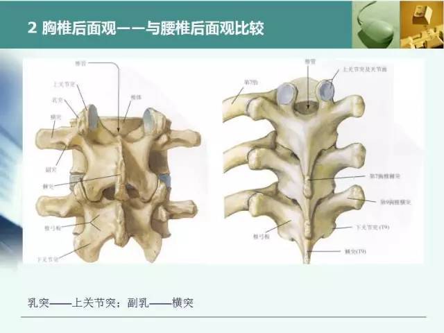 掌握丨最全胸腰椎椎弓根置钉技术