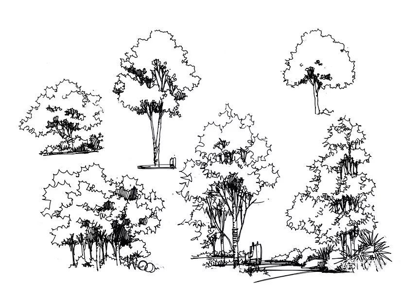 景观植物手绘临摹宝典200例 从单一向组合,从简易向复杂空间 三种树的