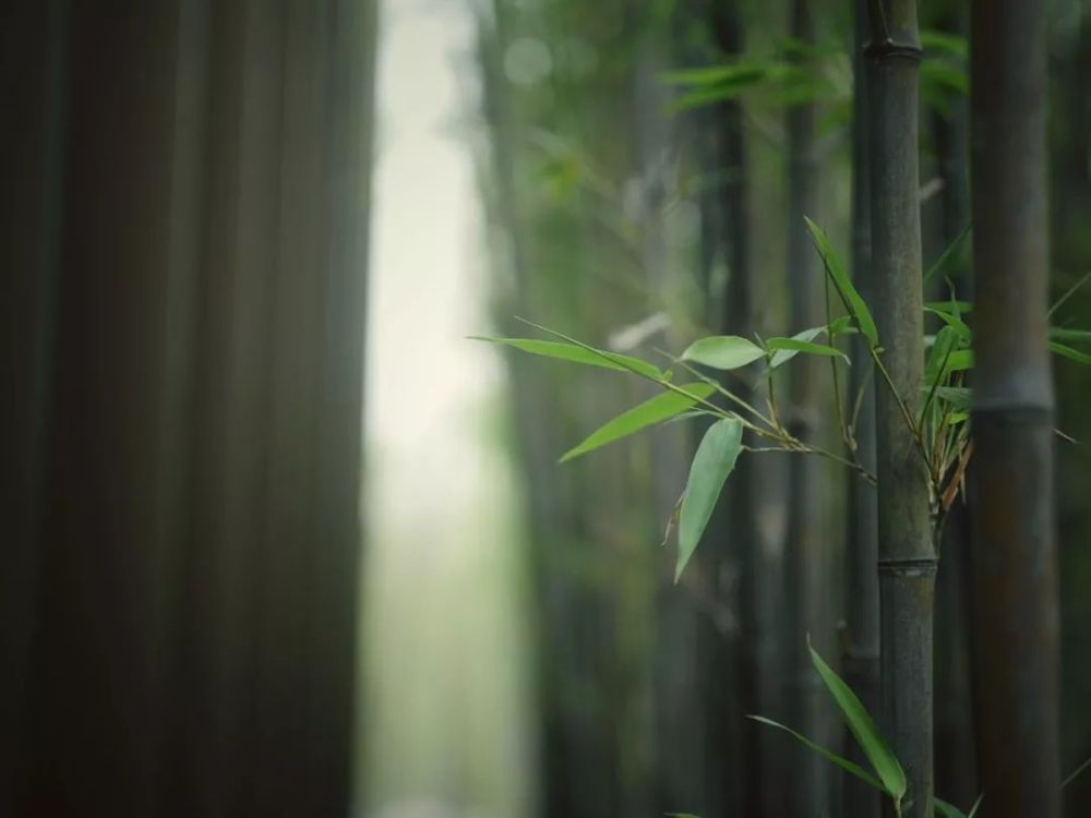 竹韵,浸养栖居的心