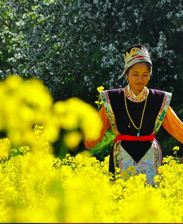 tips最佳观花时间:7月最佳观花地点:帮加村,邦仲村野菊花淡紫色的野