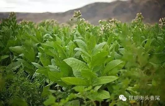 轻松把草药变成全国皆知的救命良药(云南白药),轻松把草变成钱的五百