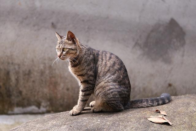 中华田园猫品种大集合,排名第一的狸花猫已获国际认可