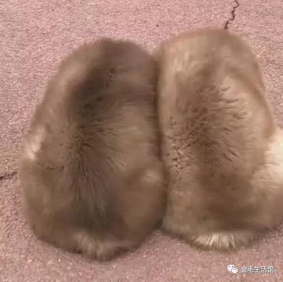 两只小动物舔地上,走到前面一看,竟被萌出一脸血!