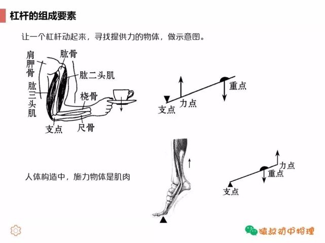 中考精讲 杠杆原理及应用 看点快报