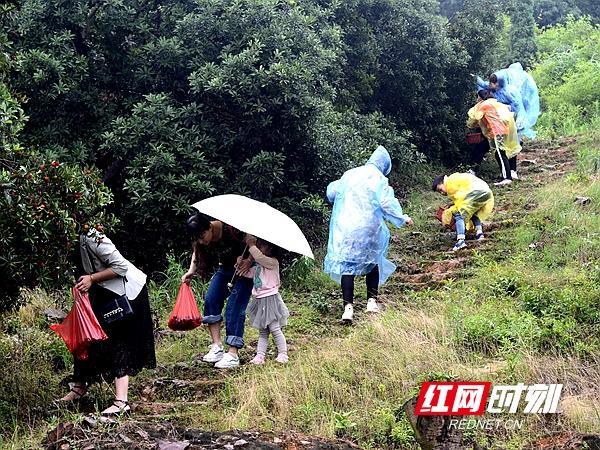 湘潭县举办杨梅文化旅游节 精榜乌梅基地已全