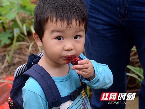 湘潭县举办杨梅文化旅游节 精榜乌梅基地已全