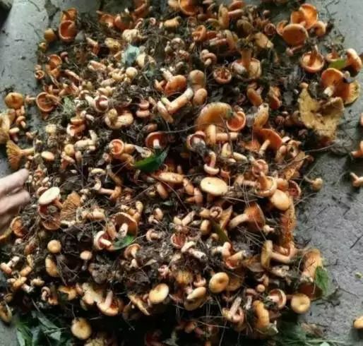黄冈昨夜降雨满山都是枞树菇莫怪我冒告诉你