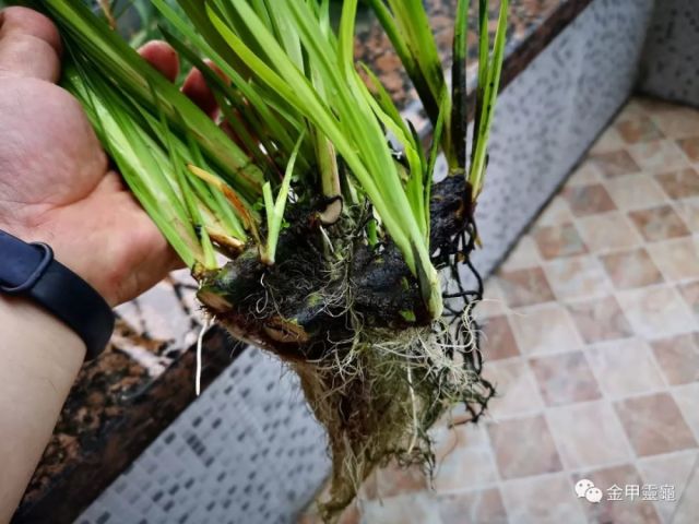 从老根上截下来的水菖蒲