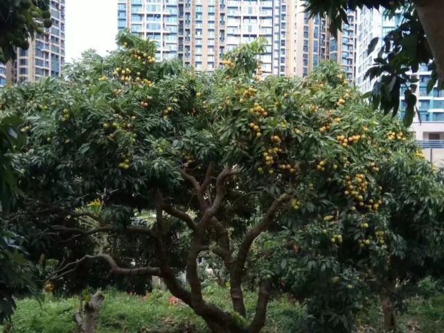 罕见] 莆田竟然有荔枝快熟了!你确定这不是