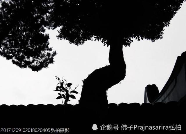 树影斑驳,人间梵王宫阿育王寺古树婆娑