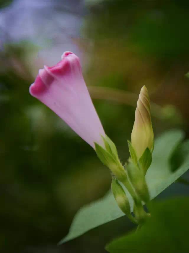 你真的了解牵牛花吗