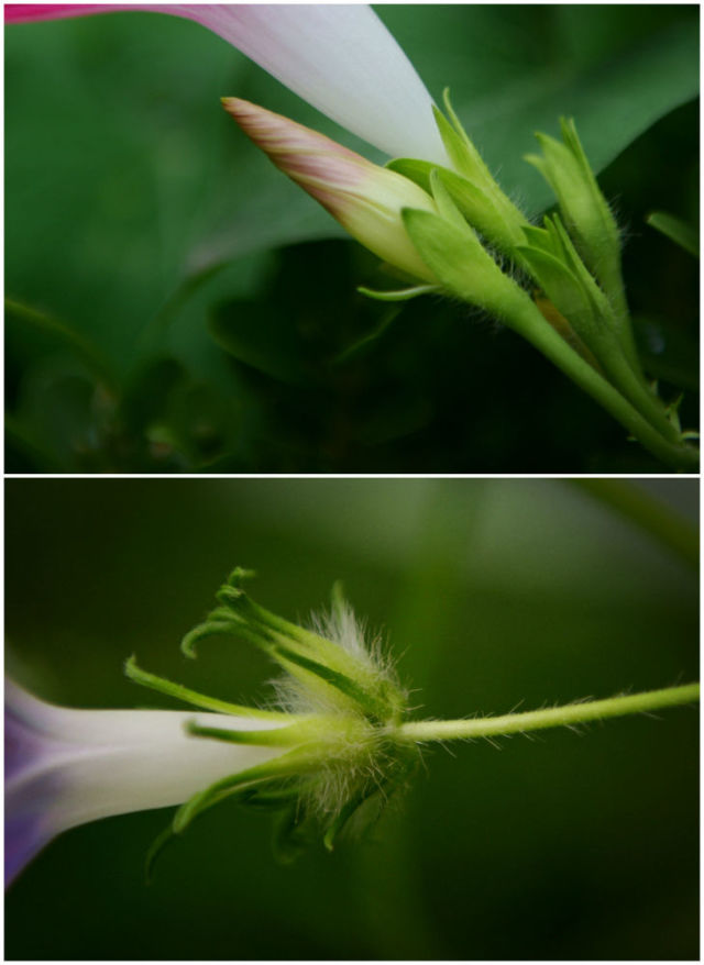 你真的了解牵牛花吗