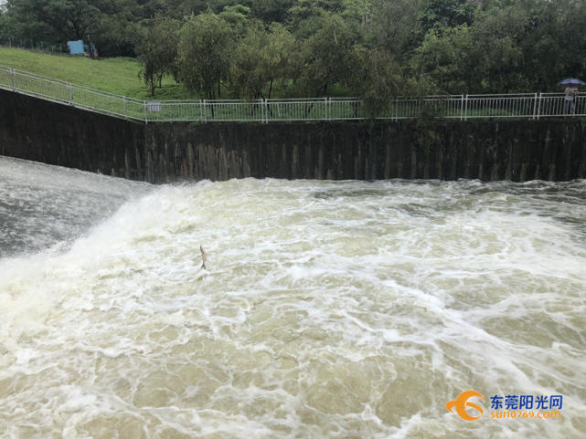 黃江水庫泄洪生物亂入 有人暴風雨中撐傘為此等候