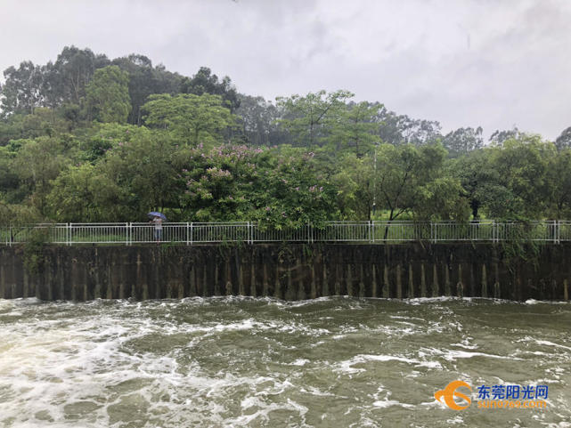 黃江水庫泄洪生物亂入 有人暴風雨中撐傘為此等候