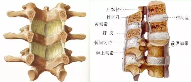 黄韧带:协助围成椎管,限过屈b.后纵韧带:限制脊柱过屈a.