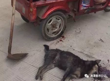 湘潭楠竹山镇窜出恶犬连咬多人 咬人的黑狗初