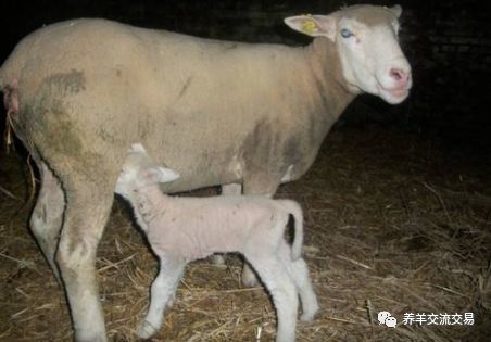 一,上了年纪的老母羊 超过5岁的或者是7胎以上的,正常来说就已经最大