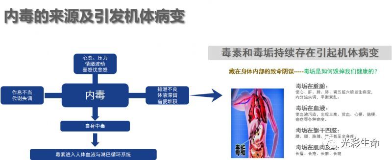 光彩生命联合免疫净化法保持血管健康,防御动脉粥样硬化疾病.