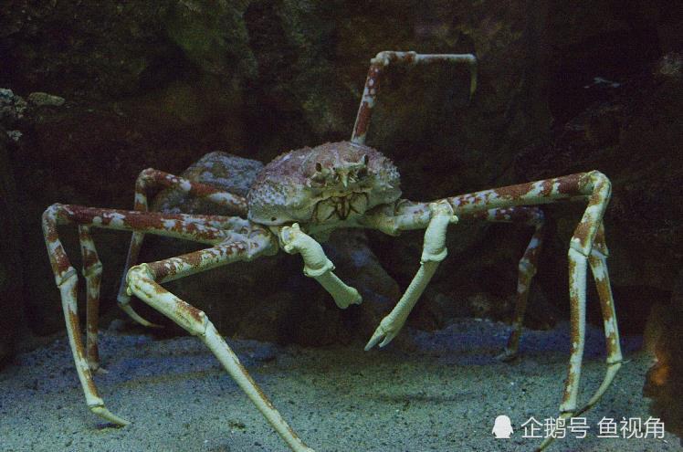 日本蜘蛛蟹遭核辐射变异成"巨型杀人蟹",谣言还是人祸?