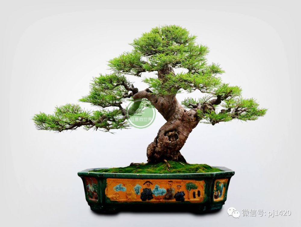 大飘枝
