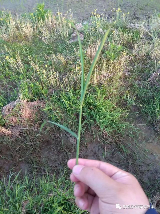 水游草(稻李氏禾)化学防除方法及技巧