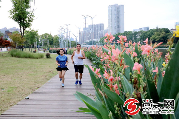 常德紫河畔美人蕉盛开花大色艳使市民醉心捕鱼机械视频图片