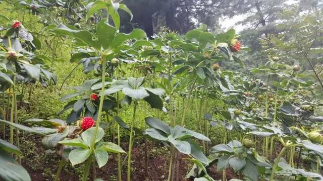 【重楼】雨季有哪些病虫害,怎么预防?