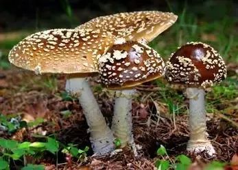 毒蘑菇中毒如何自救