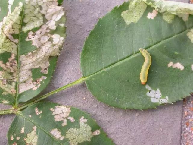 月季花的叶子快要被虫子吃光了 你会用什么方法处理 看点快报