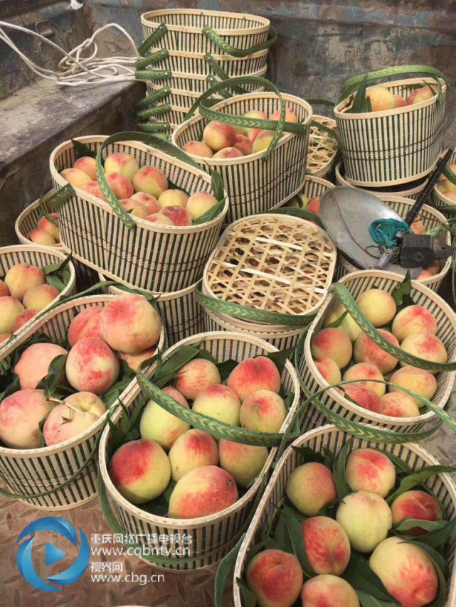 端午重庆周边采摘攻略!这些地方的水果正当熟