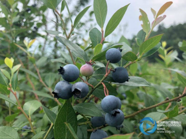 端午重庆周边采摘攻略!这些地方的水果正当熟