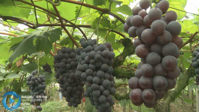 端午重庆周边采摘攻略!这些地方的水果正当熟