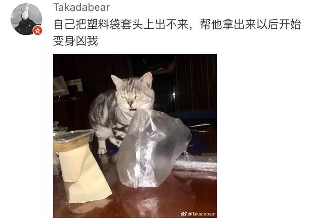 有只嘴碎的猫是啥体验?