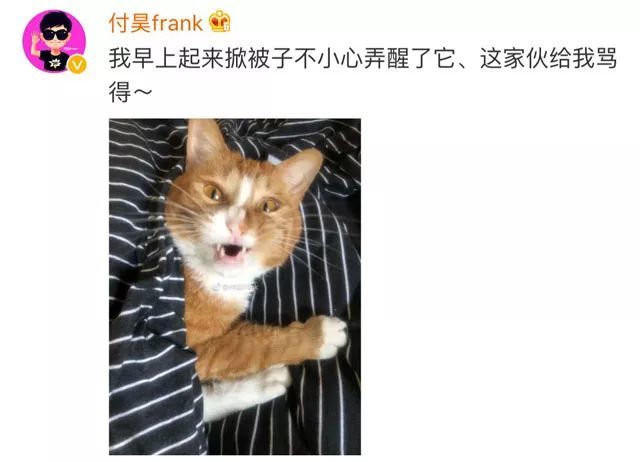 有只嘴碎的猫是啥体验?