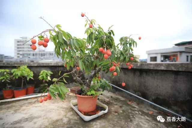 荔枝还可以当盆栽 大朗荔枝达人话你知