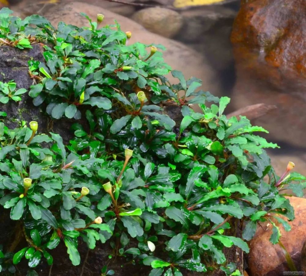 见过水草,但你见过水草开花吗?