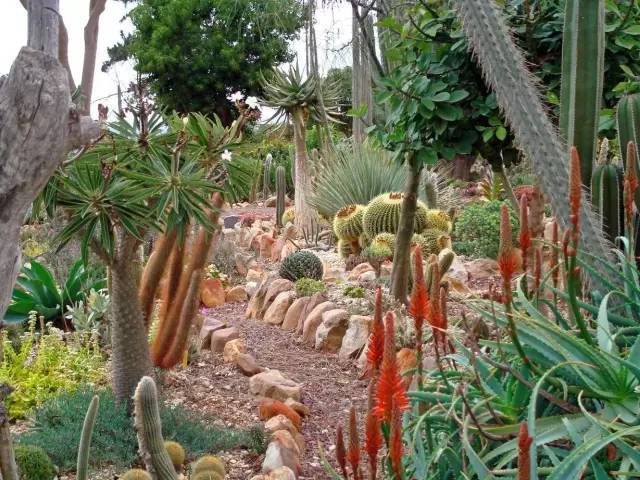 用多肉植物造景,花园是这么漂亮