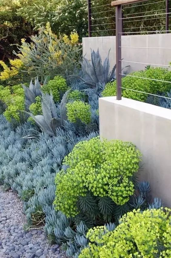 用多肉植物造景,花园是这么漂亮_腾讯新闻