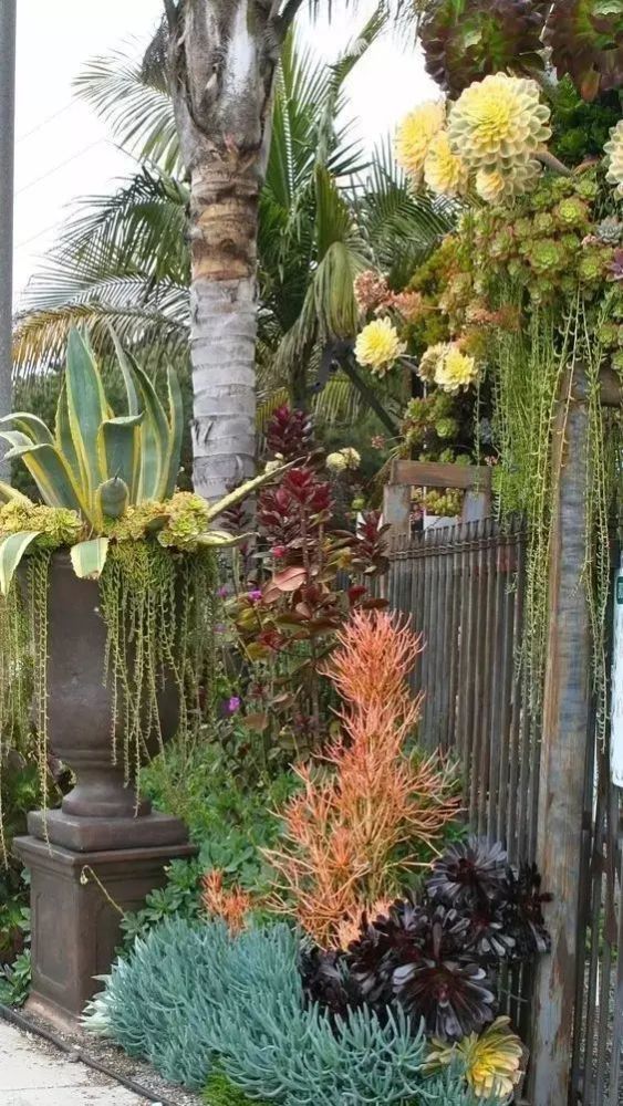 用多肉植物造景,花园是这么漂亮